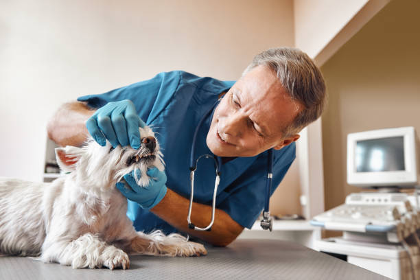 Best Emergency Care for Gum Disease in Lathrop, CA